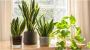 यहां पांच पौधे हैं जो अंदरूनी हिस्से को ठंडा रखने में मदद करते हैं. फोटो सौजन्य: आईस्टॉक