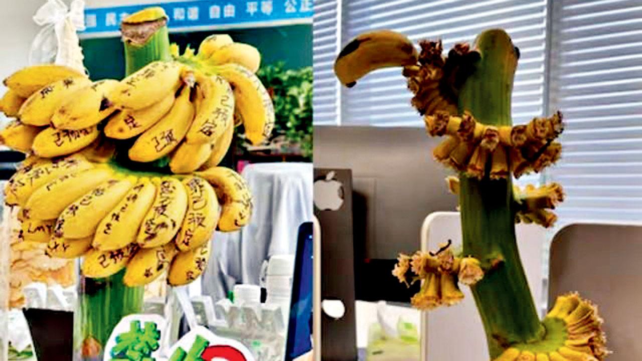 તાણમુક્ત રહેવા માટે ચીનમાં કર્મચારીઓ ઑફિસમાં કેળાં ઉગાડી રહ્યા છે