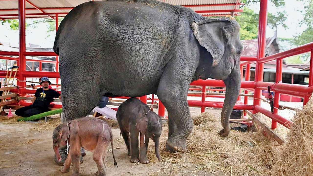 પ્રતીકાત્મક તસવીર