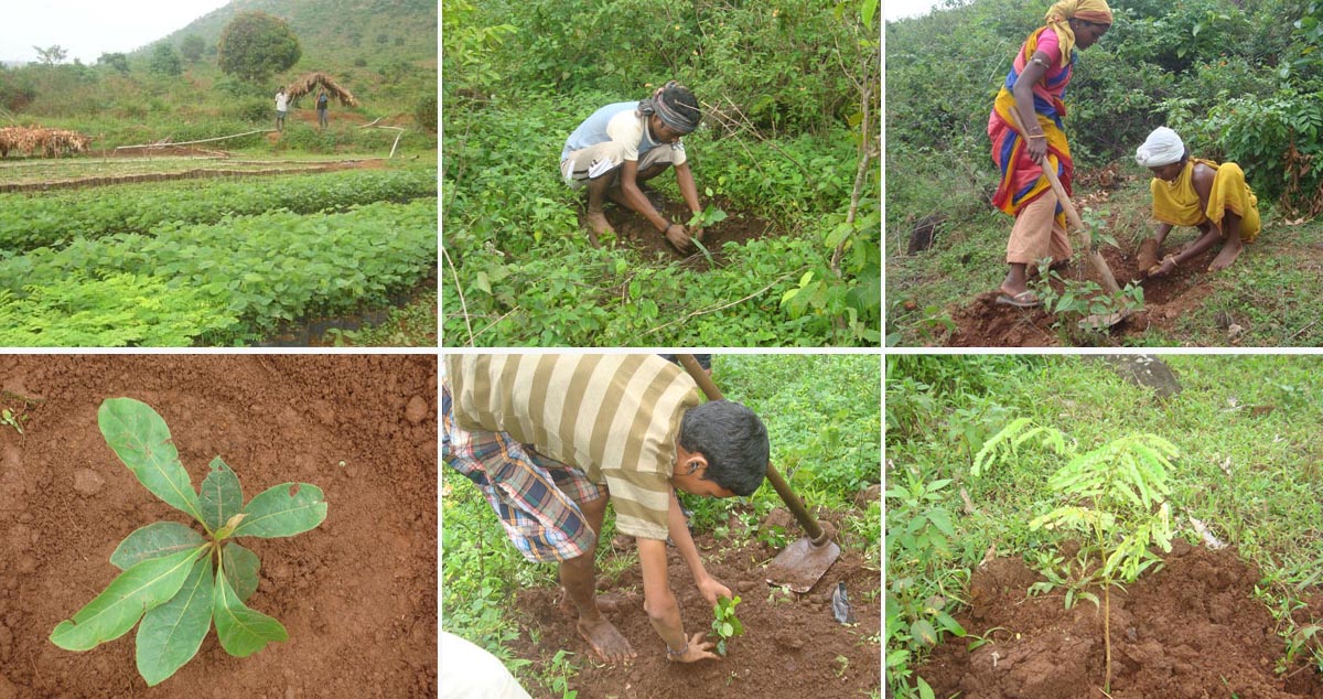 Tree Plantation