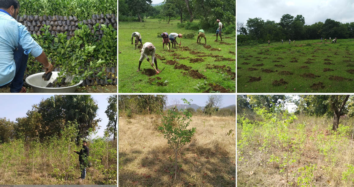 Tree Plantation