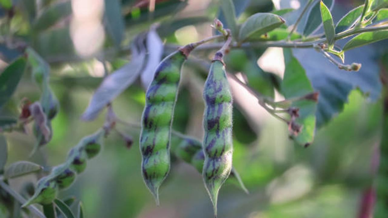 પ્રતિકાત્મક ફાઇલ તસ્વીર