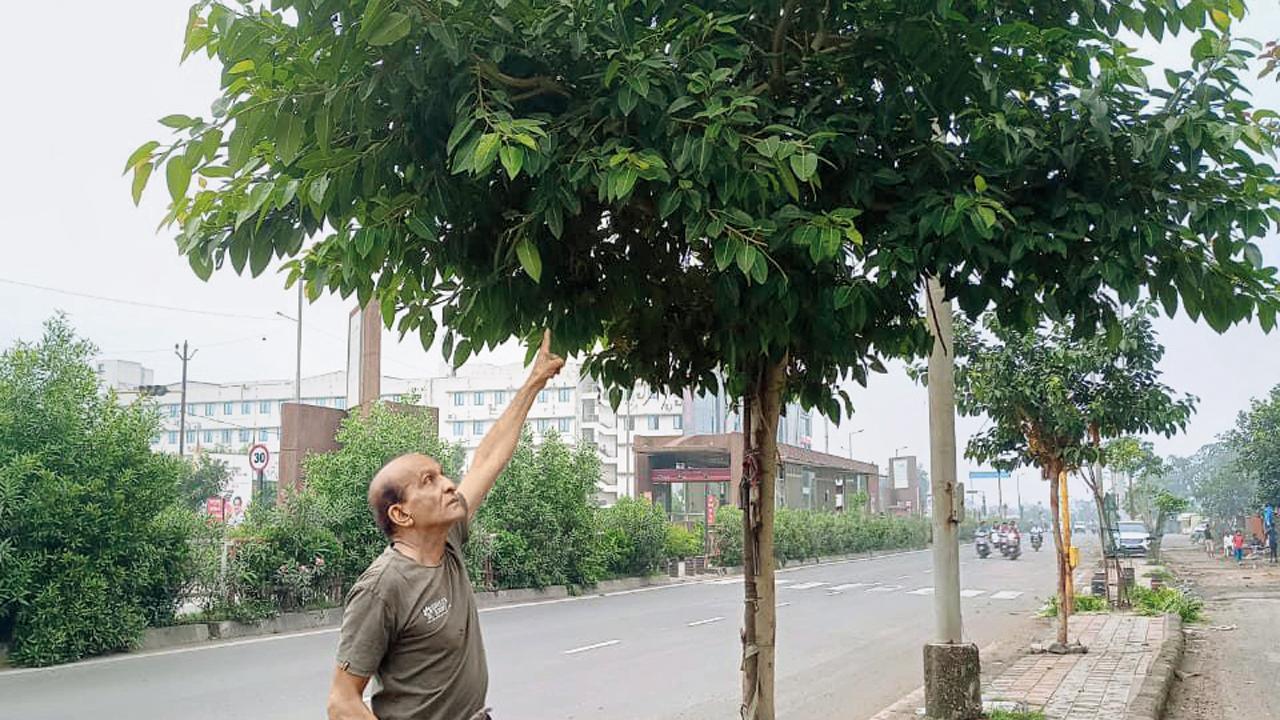 વૃક્ષની સંભાળ લઈ રહેલા તુલસી માંગુકિયા