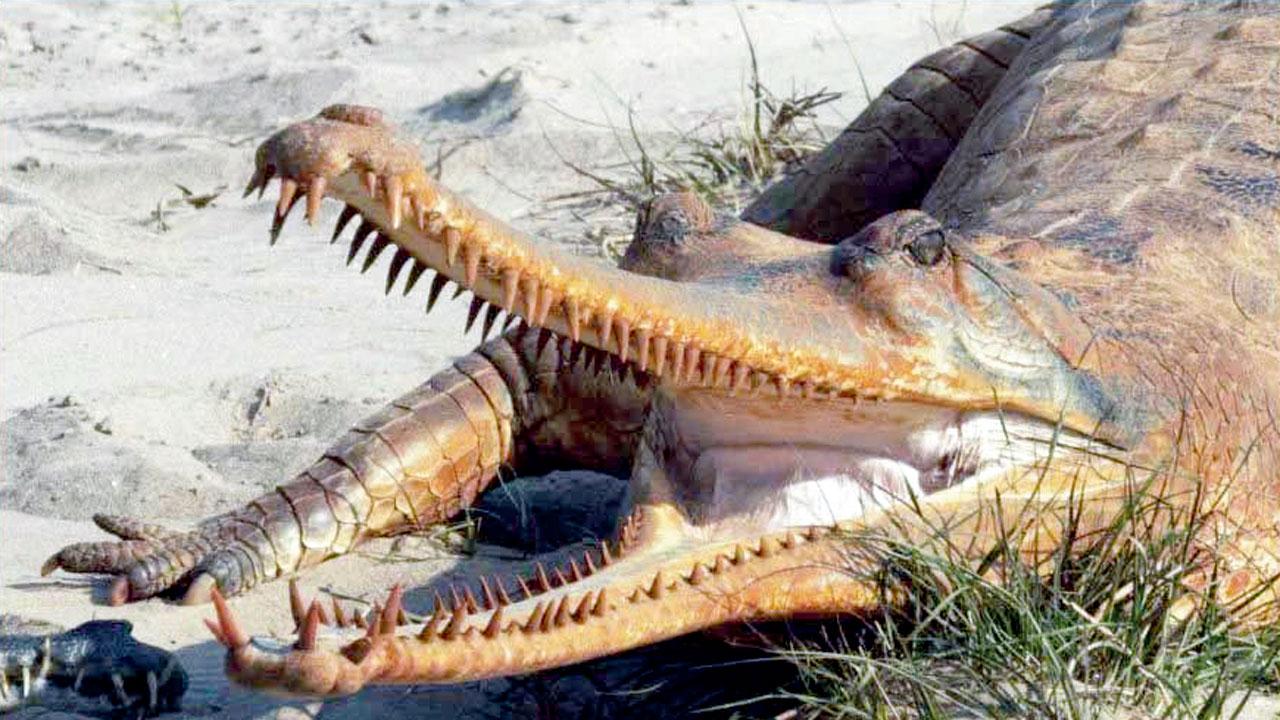 Crocodiles and gharials are getting bizarre orange 'tans' in Nepal