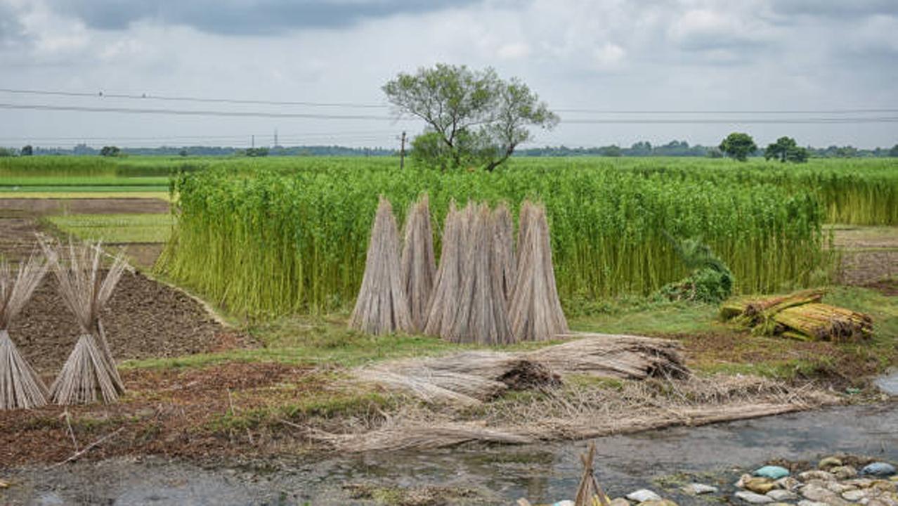 પ્રતીકાત્મક તસવીર (સૌજન્ય આઇસ્ટૉક)