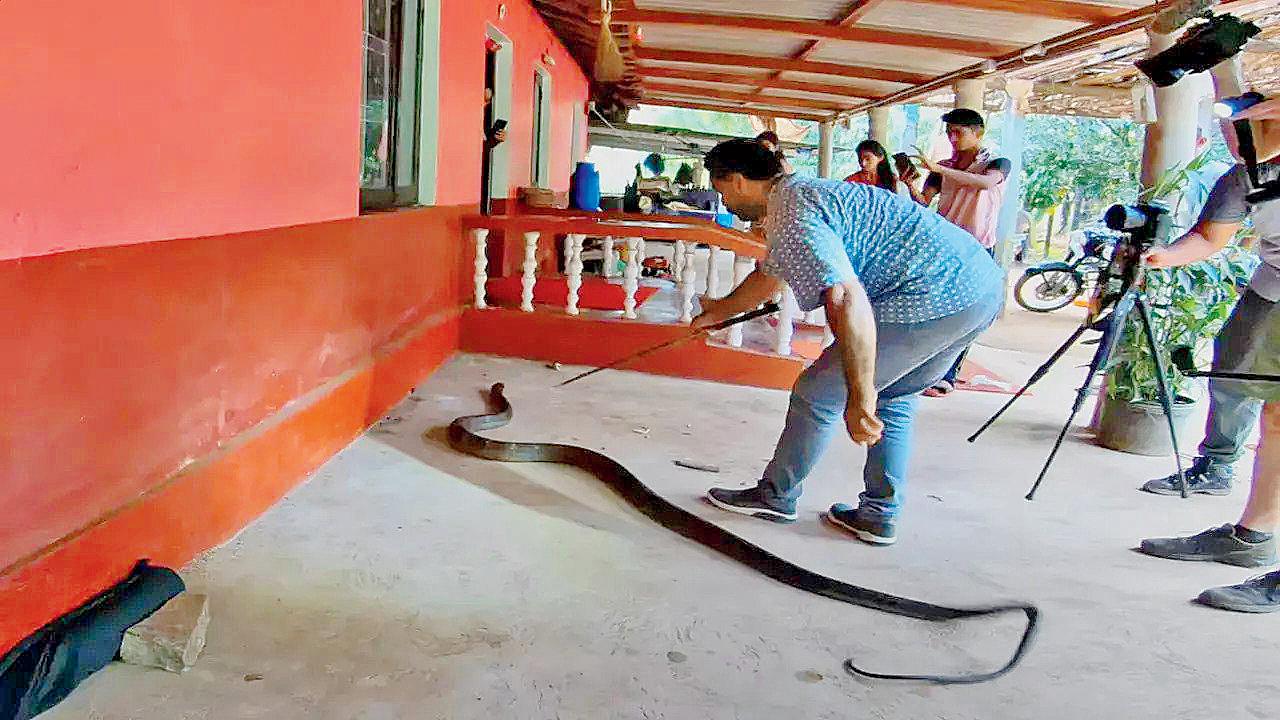 ૧૫ ફુટ લાંબા કોબ્રાને રેસ્ક્યુ કરાયો