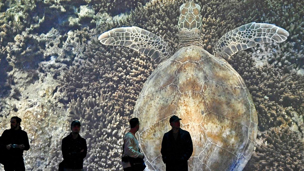 ક્રેગ પેરીની ઑસ્ટ્રેલિયન સમુદ્રો વિશેની ડૉક્યુમેન્ટરી વિશેના એક ઇન્સ્ટૉલેશનને જોતા લોકો