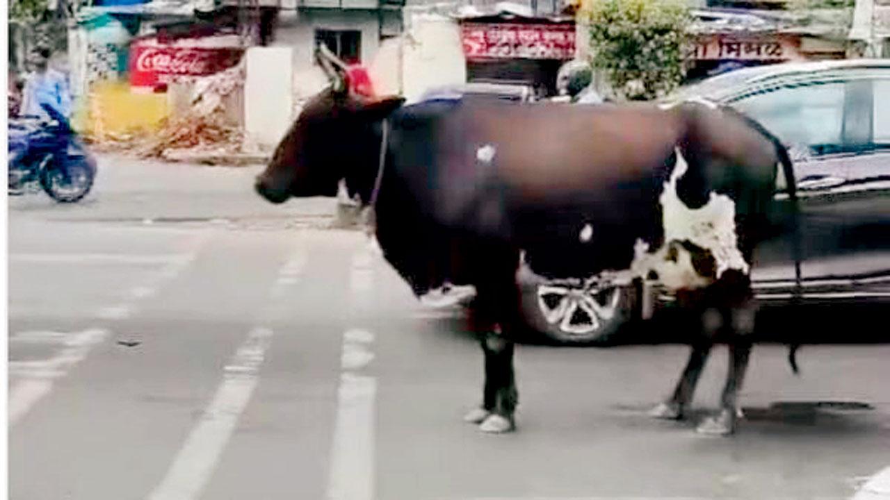 ગાય ટ્રાફિક સિગ્નલ નથી તોડતી