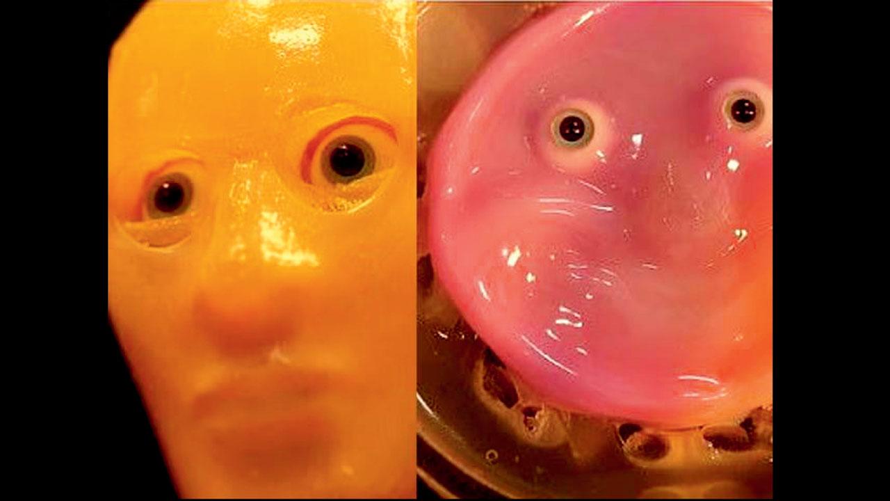 વૈજ્ઞાનિકોએ રોબોના ચહેરા પર સ્મિત લાવવા હ્યુમન સ્કિન સેલ્સનો ઉપયોગ કર્યો