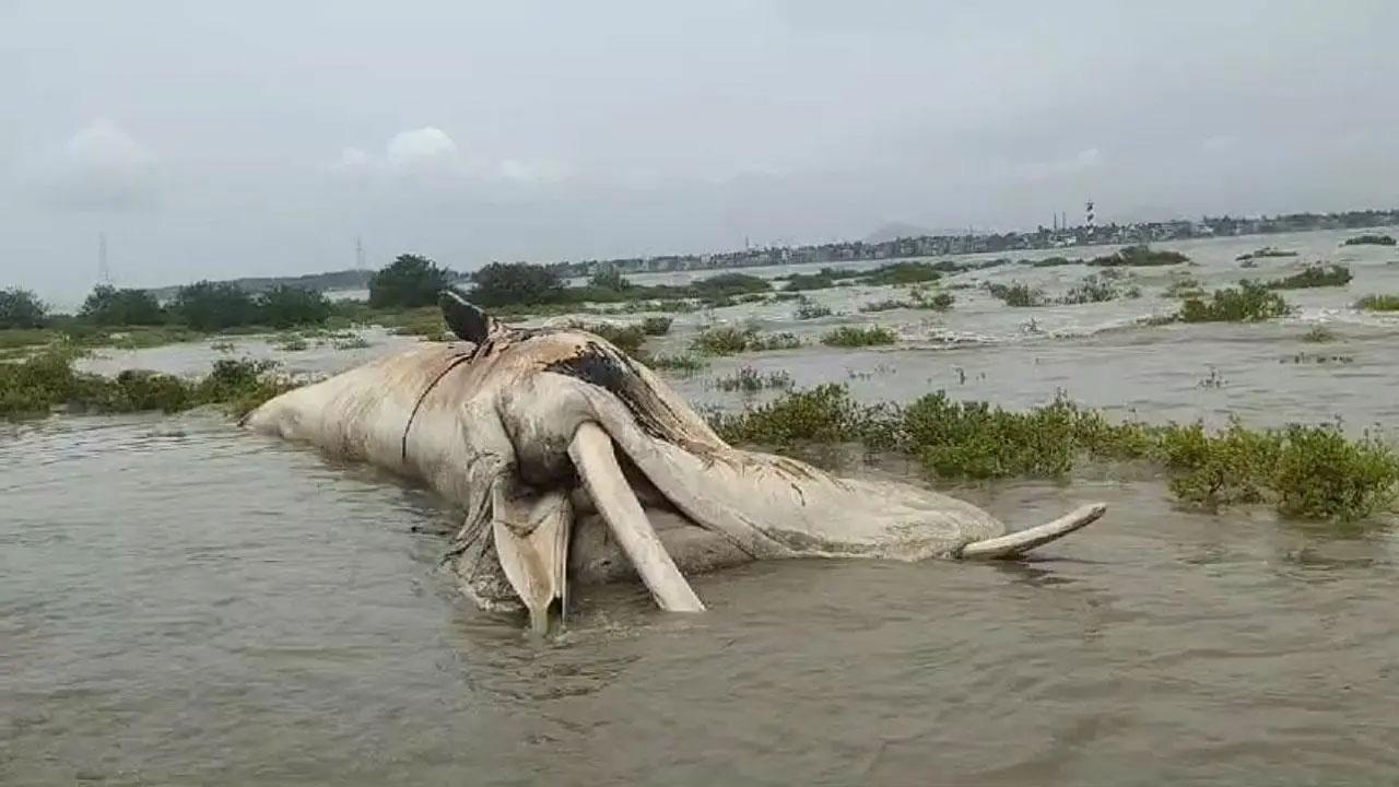 વિરારના સમુદ્ર કિનારે વ્હેલનો કંકાલ (તસવીર સૌજન્ય: મિડ-ડે)