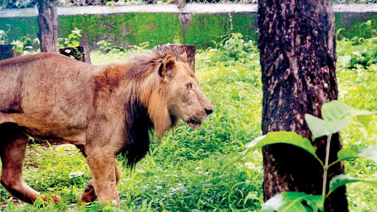 ફાઇલ તસવીર