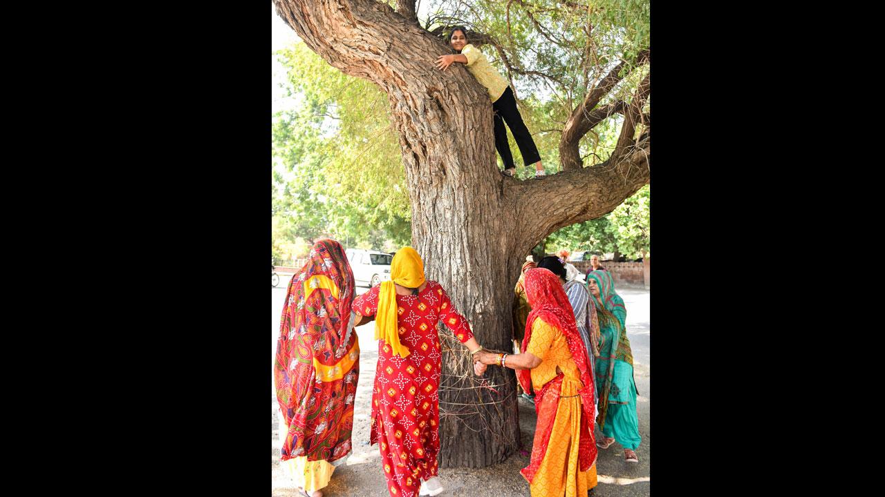 ગઈ કાલે બિકાનેરમાં કલેક્ટરની ઑફિસની નજીક ખેજડીના વૃક્ષ ફરતે ઊભી રહી ગયેલી બિશ્નોઈ સમુદાયની મહિલાઓ.