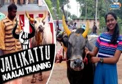 Madurai Pongal Special Jallikattu Bull Training Radio City Madurai